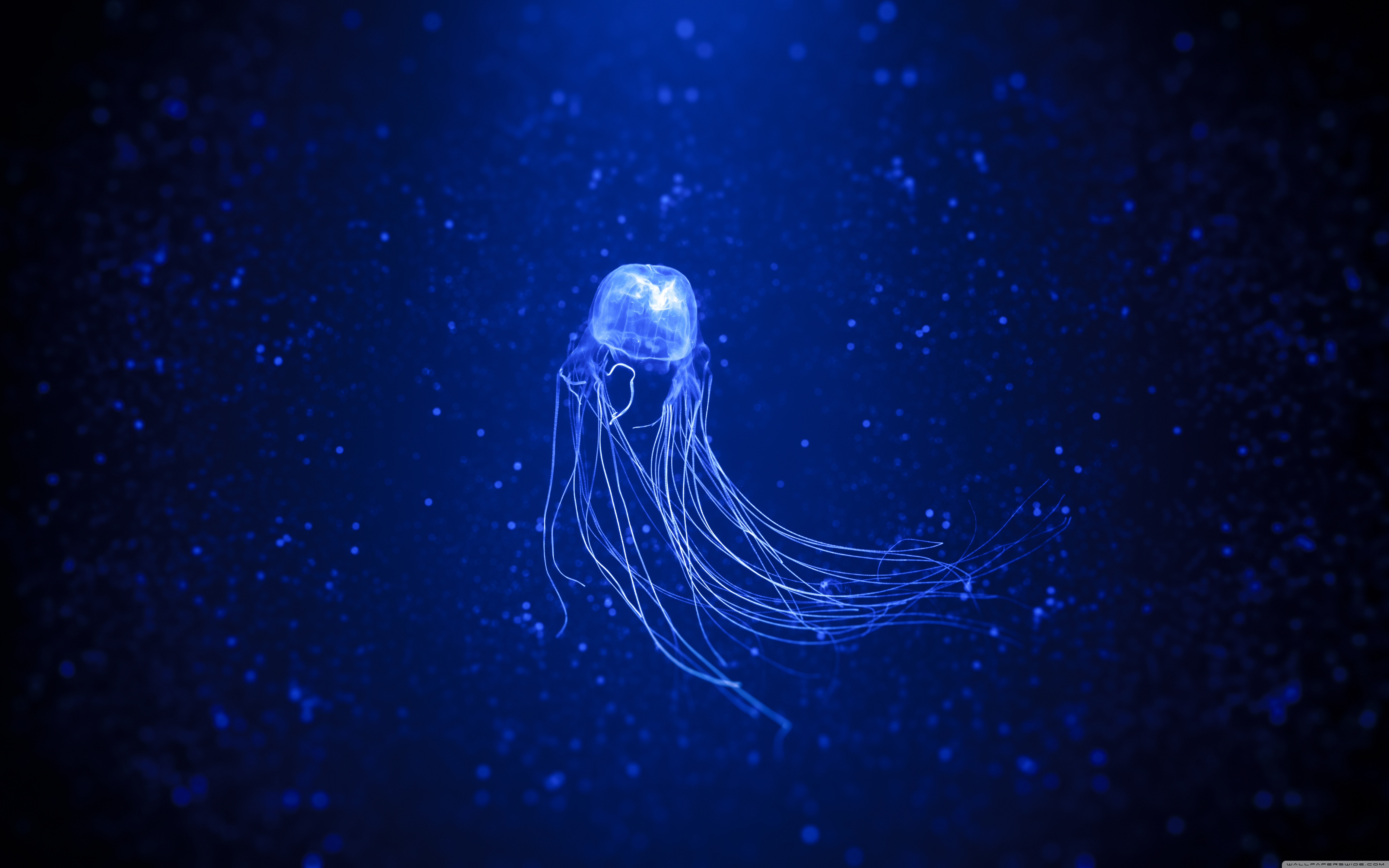 Jellyfish Wallpaper X