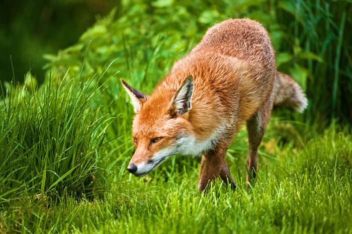 Animal Wallpaper Fox
