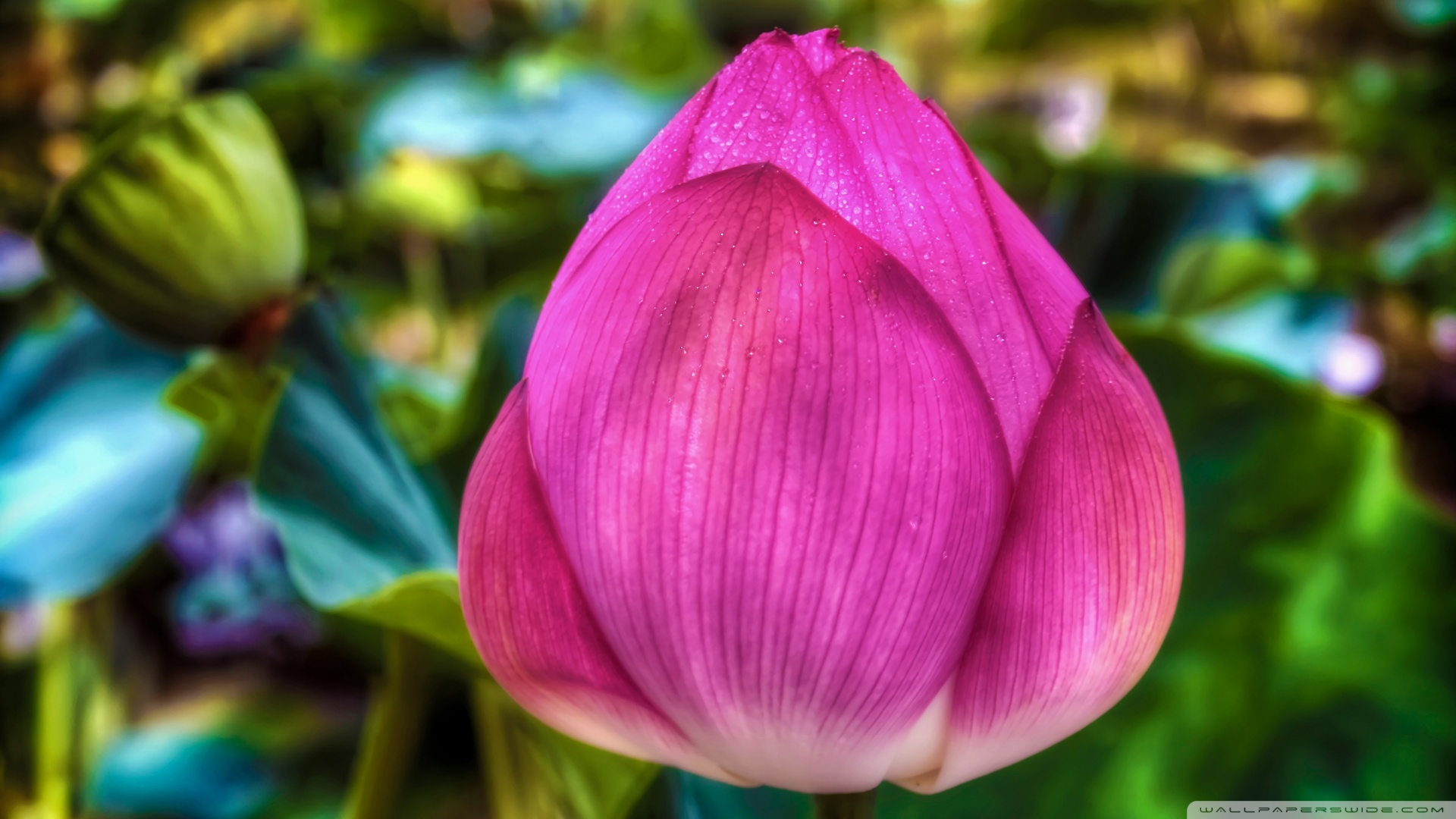 Lotus Flowers Wallpaper Desktop Background