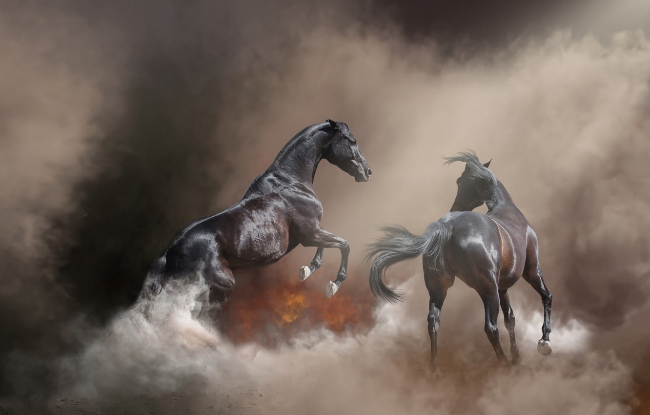 Free download 1432 Horse HD Wallpapers Background Images 1600x1200 for  your Desktop Mobile  Tablet  Explore 51 Stallion Wallpaper  Stallion  Backgrounds Megan Thee Stallion Wallpapers