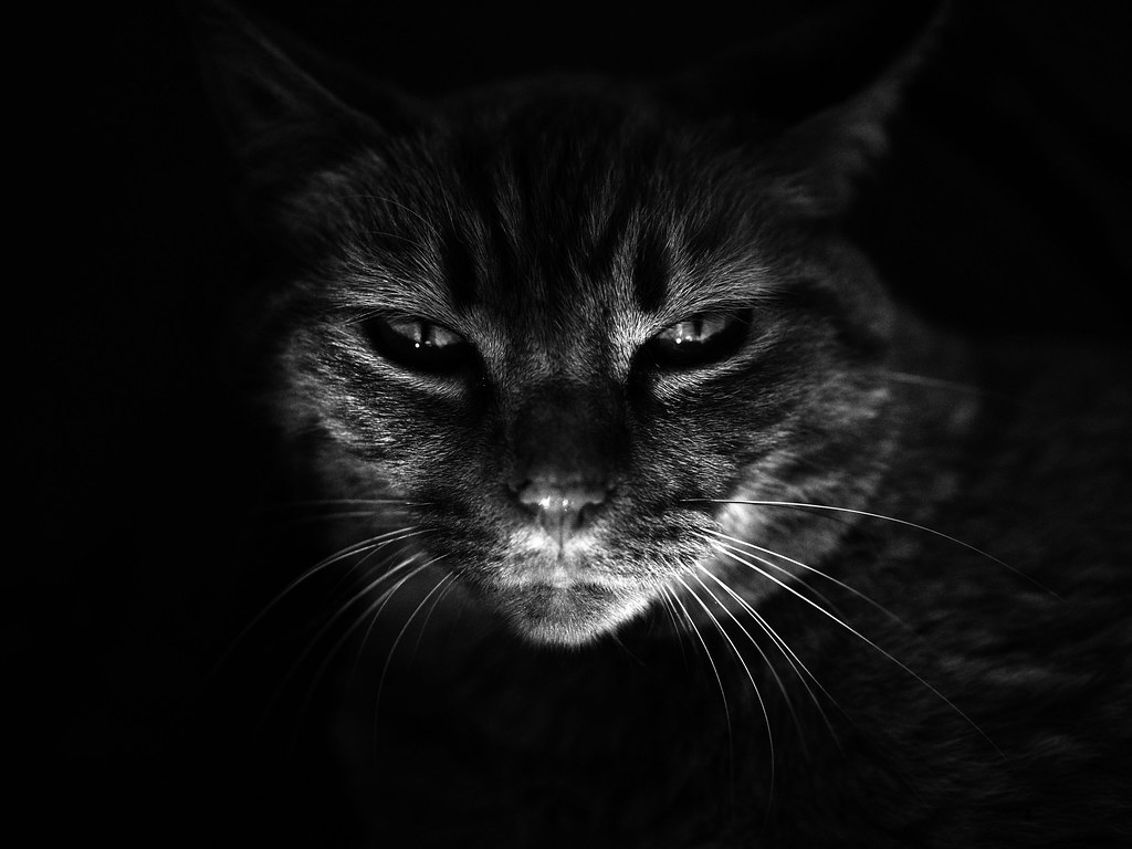 🔥 Free Download El Gato Cabr N Instagram Luis Lainez Image by — free download