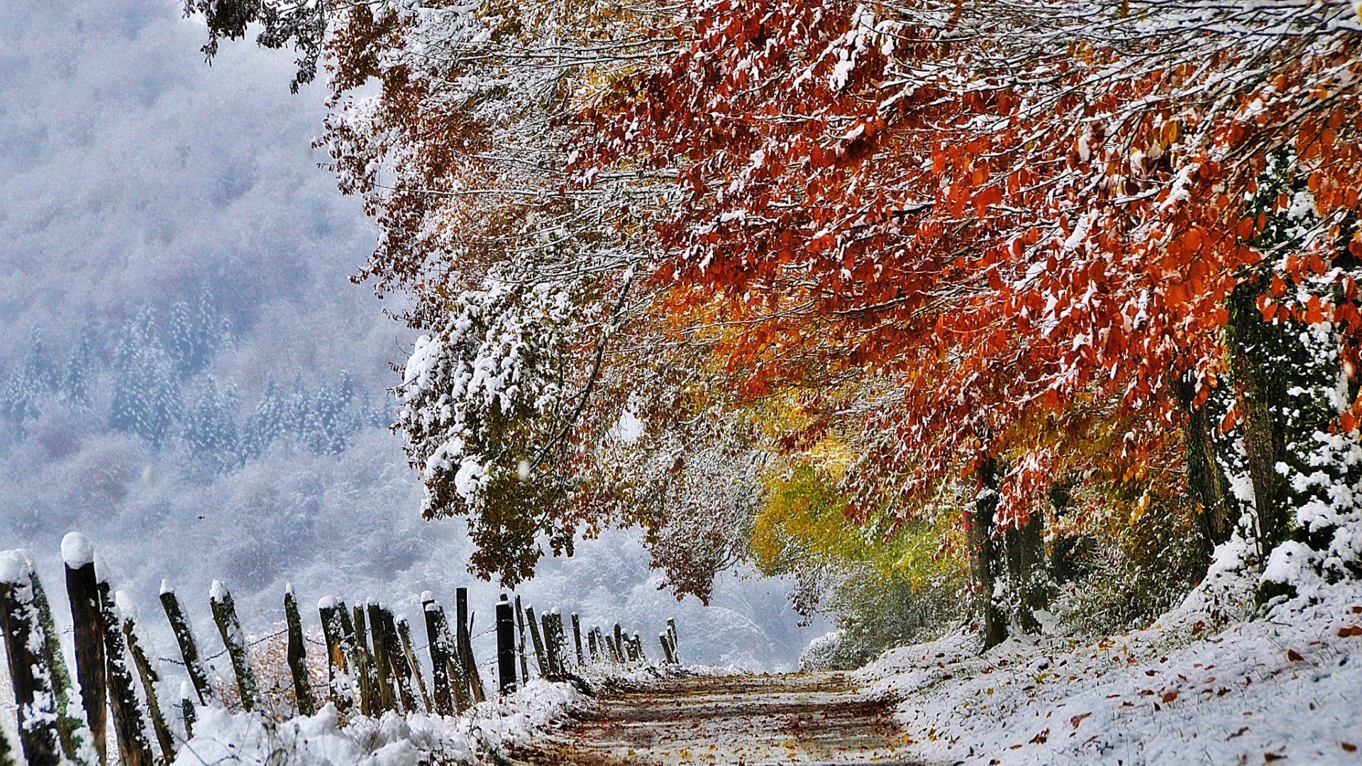 Wallpaper Autumn Snow France Trail November Between And