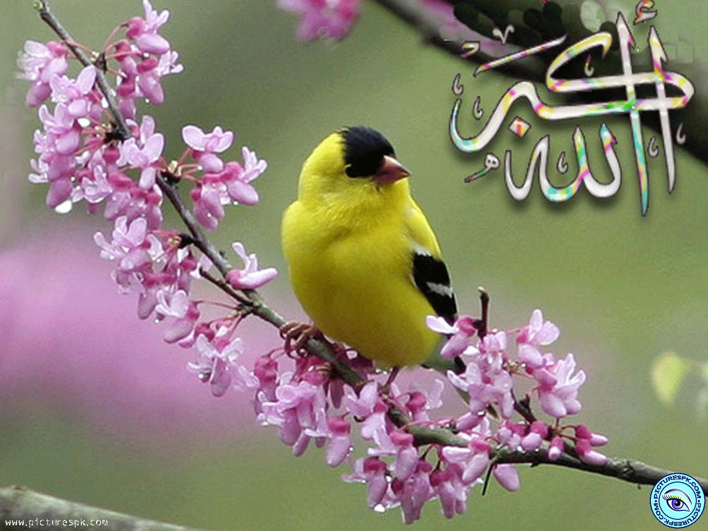 Yellow Sparrow Picture Wallpaper In Resolution