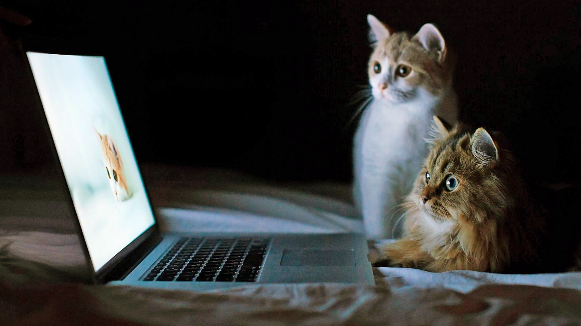 Cats Look Laptop Funny Animals Cat Desktop Background
