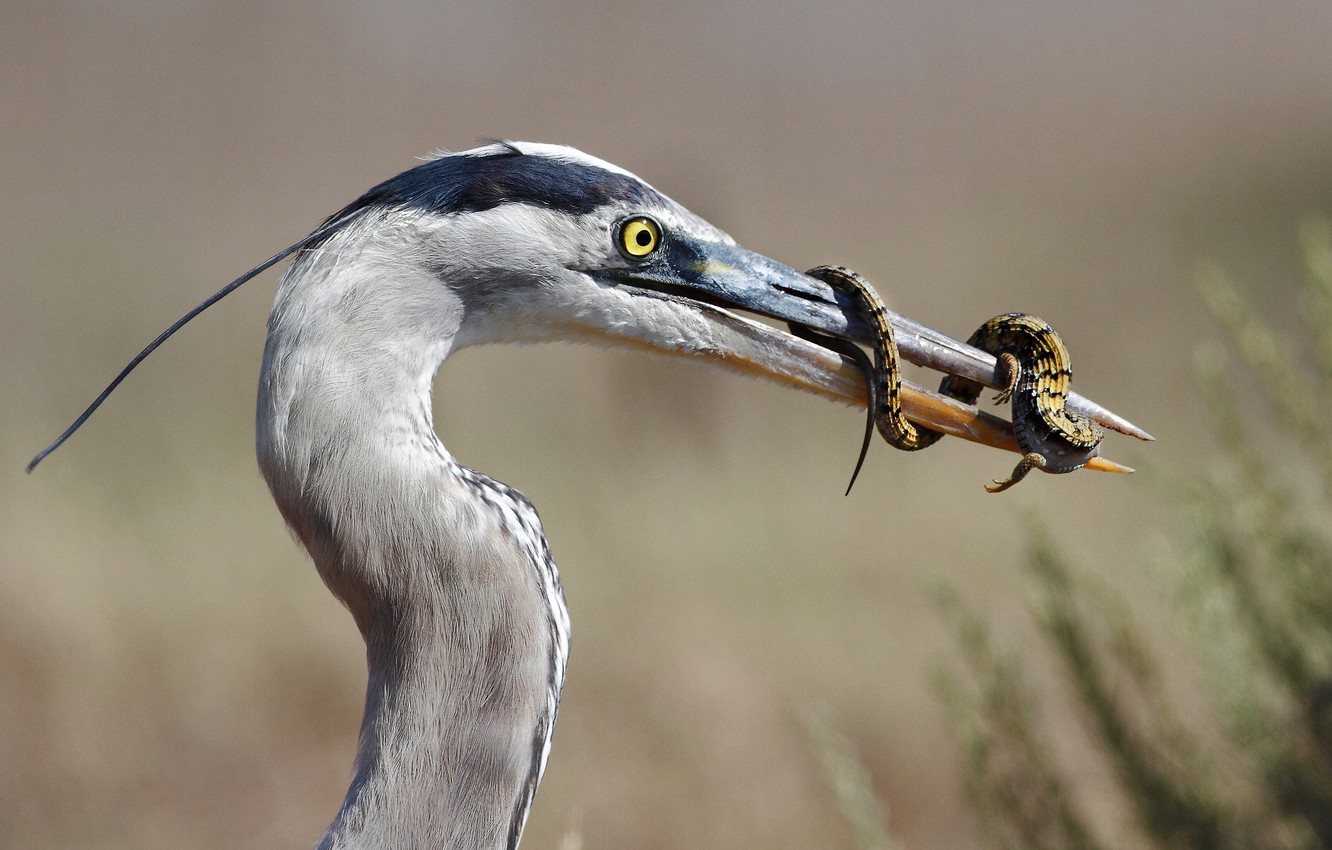 Wallpaper Lizard Lunch Mining Great Blue Heron Image For