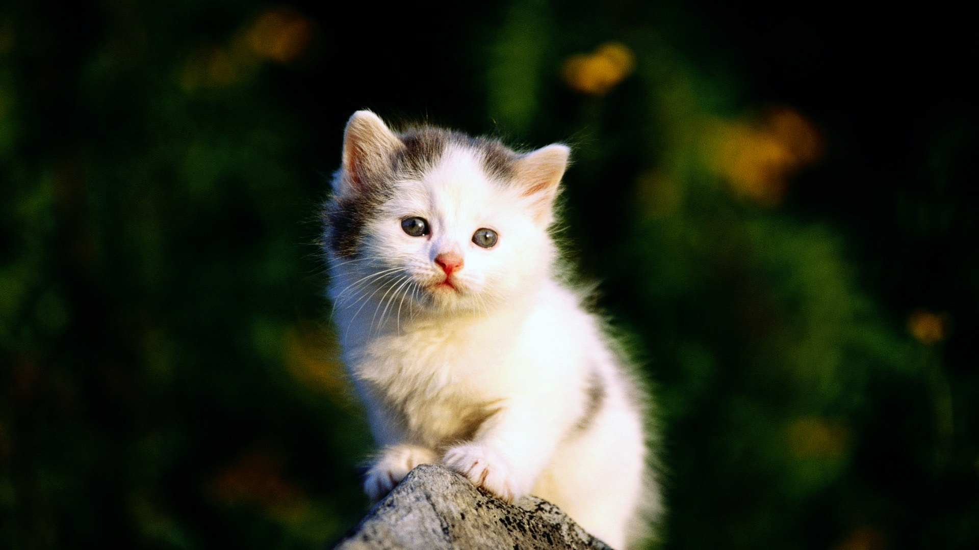 Sweet Cat HD Wallpaper From Photo Gallery