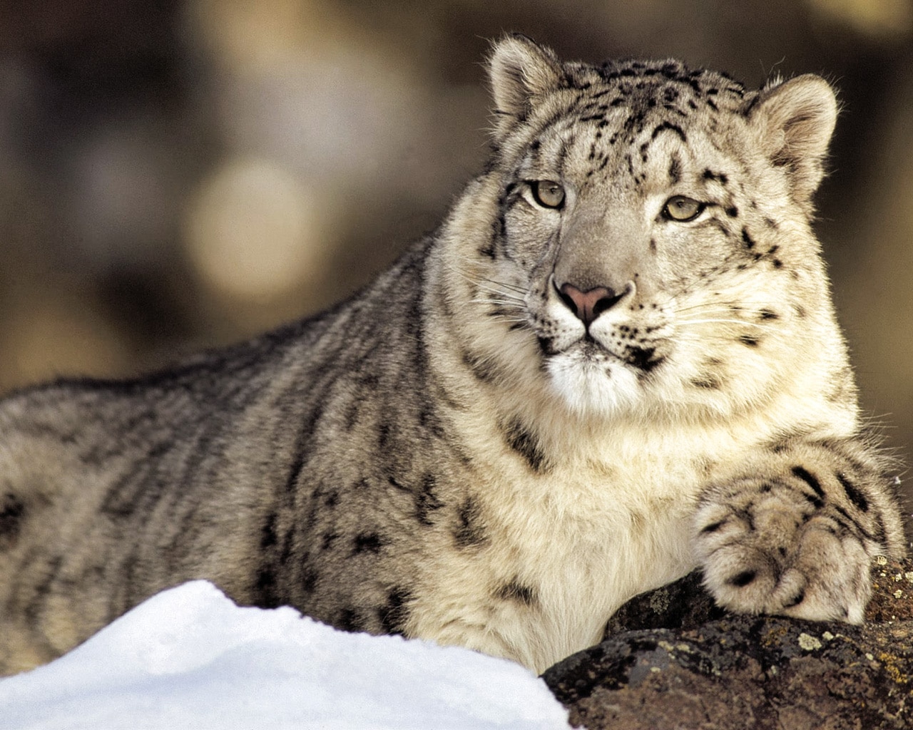 A majestic snow leopard resting on a rock in a snowy landscape