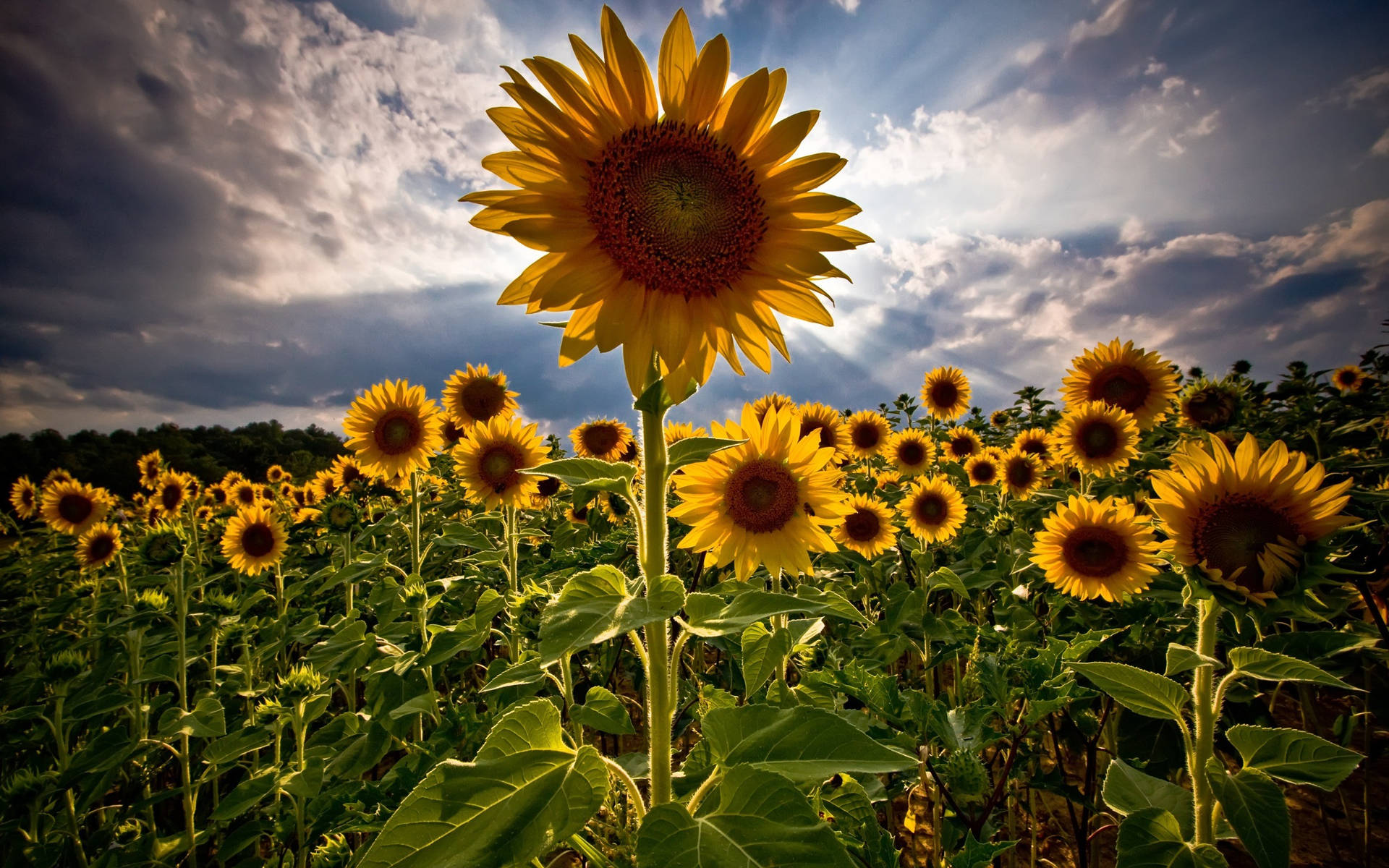 Sunflower Field Wallpaper
