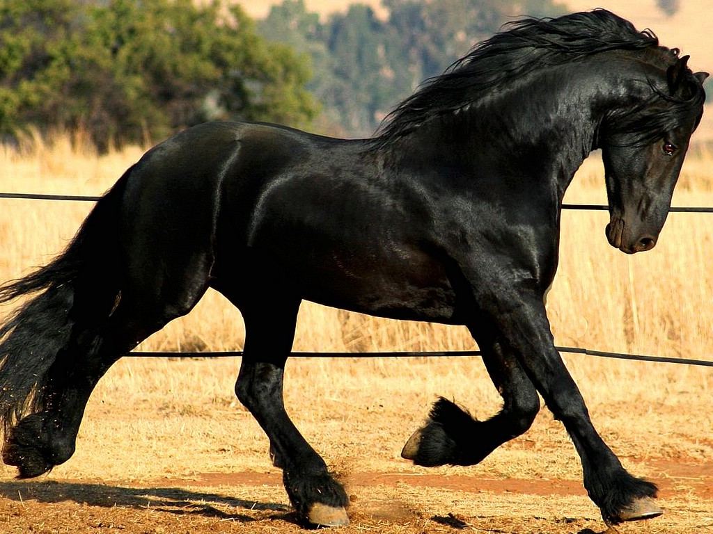 All Wallpaper Black Horse New Best HD