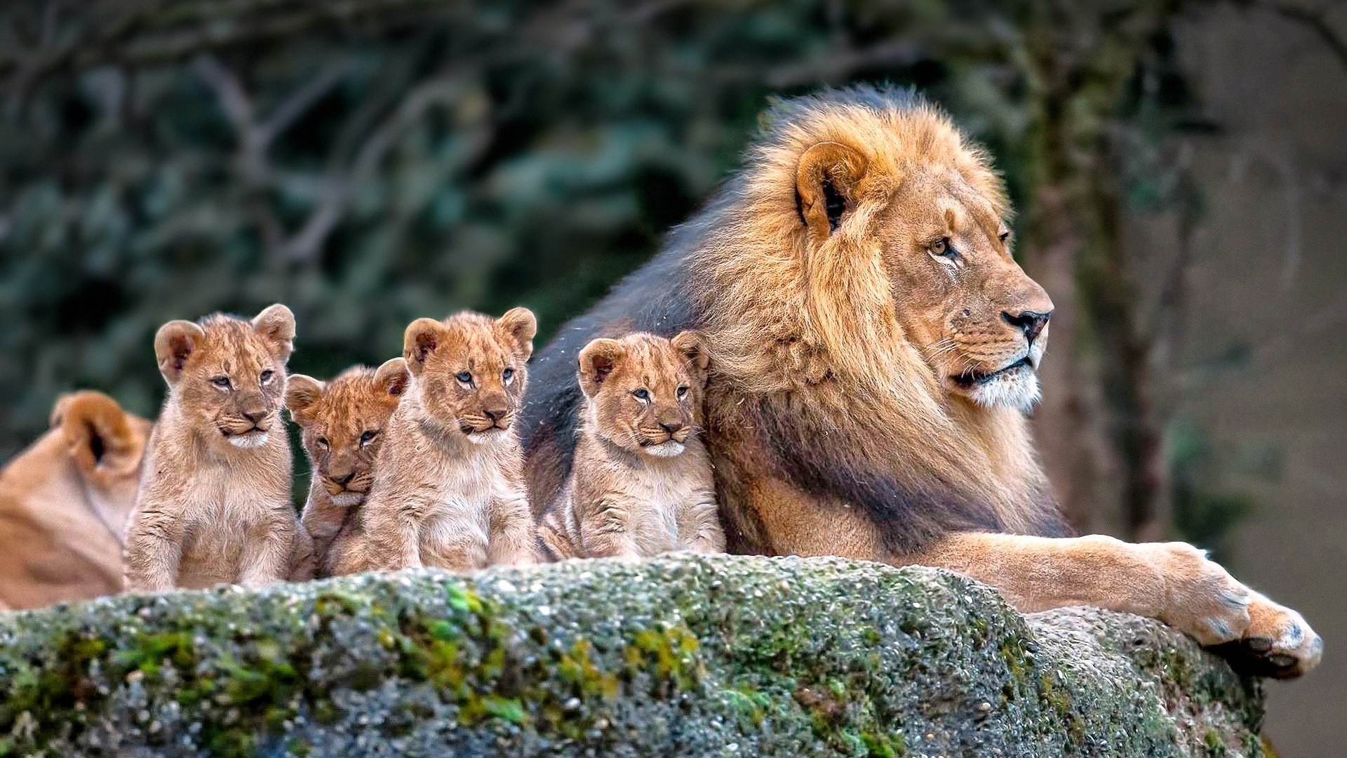 A majestic male lion sits proudly on a rock, surrounded by his adorable cubs