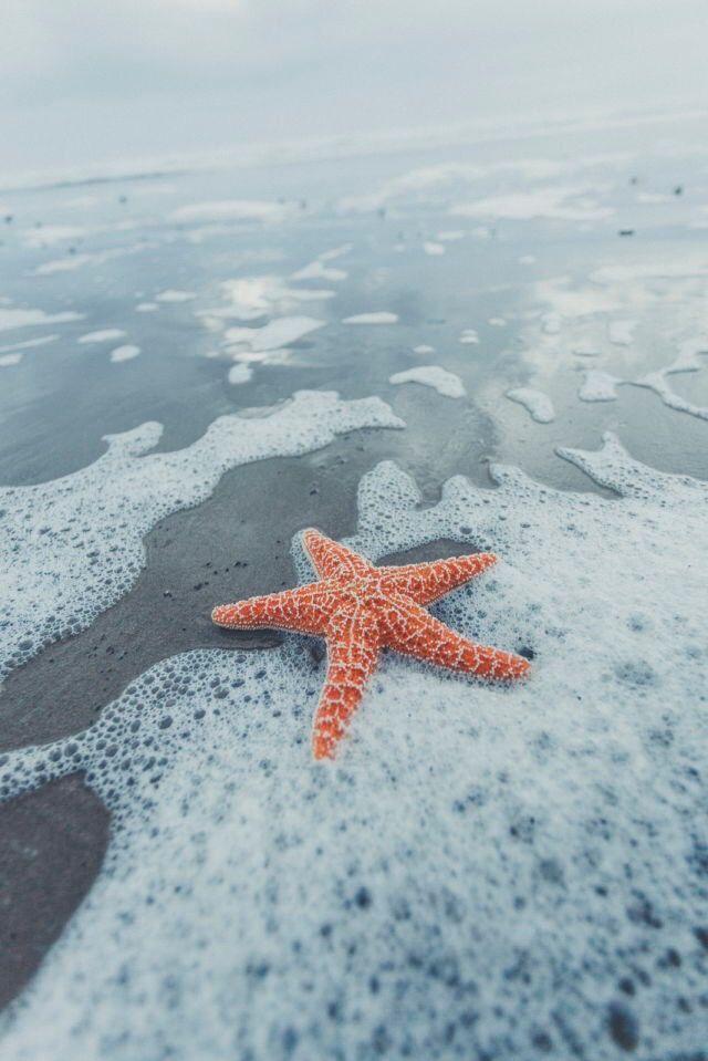 starfish on the shore Beach wall collage Beach wallpaper Ocean
