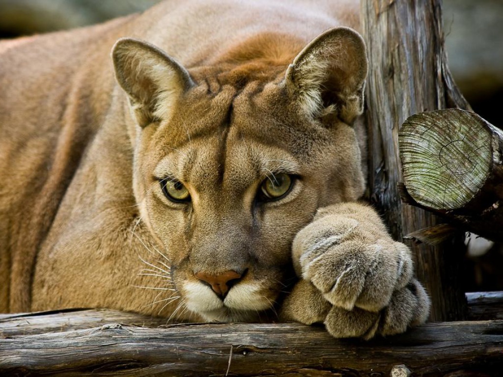 Cougar Puma HD Wallpaper Pictures Image Background
