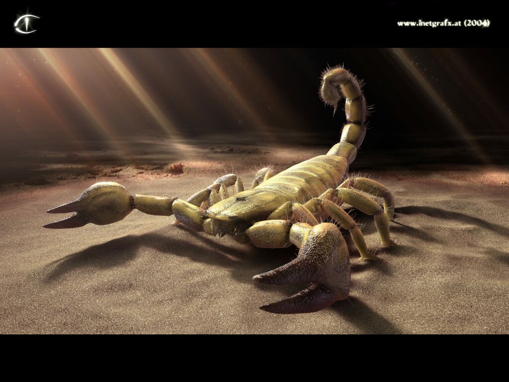 Design Scorpion 3d Graphics Desktop Wallpaper