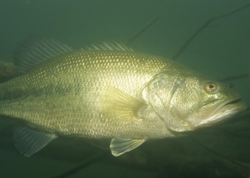 Largemouth Bass Pictures Information Wallpaper Photos