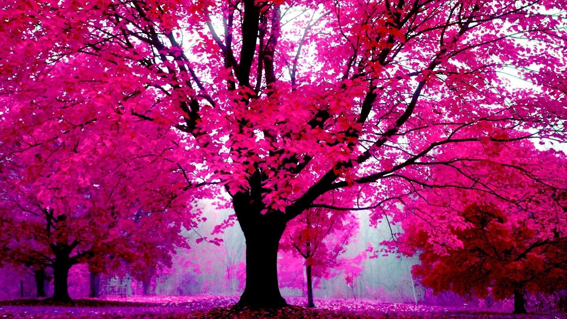 Vera Curaj Minuz On In Pink Nature Trees HD