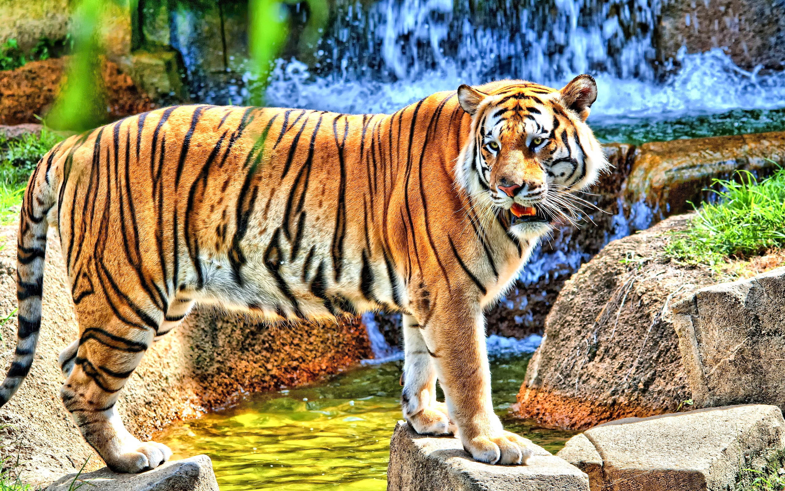Tiger High Definiton HD Desktop Background Wallpaper All