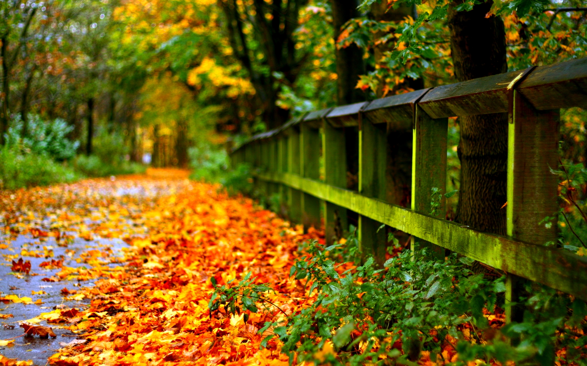Autumn Leaves On Road HD Desktop Wallpaper Background