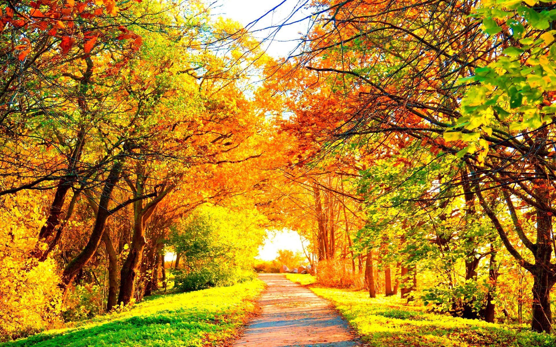 A picturesque path winds through a vibrant autumn forest, ablaze with the warm colors of fall foliage