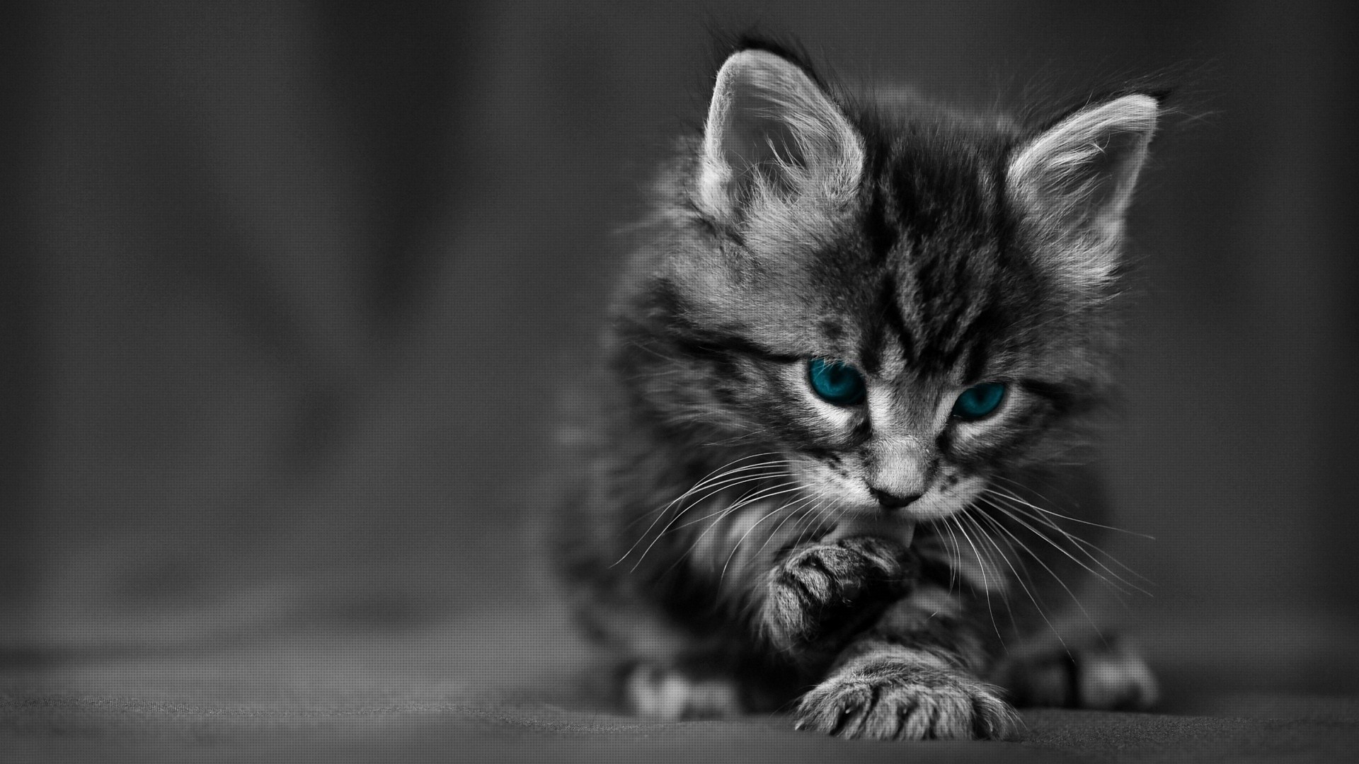 Free download Cute Black Cat HD Desktop Wallpaper HD Desktop Wallpaper [ 1920x1080] for your Desktop, Mobile & Tablet | Explore 49+ Cute Cat  Wallpapers for Desktop | Cute Cat Background, Cute Cat