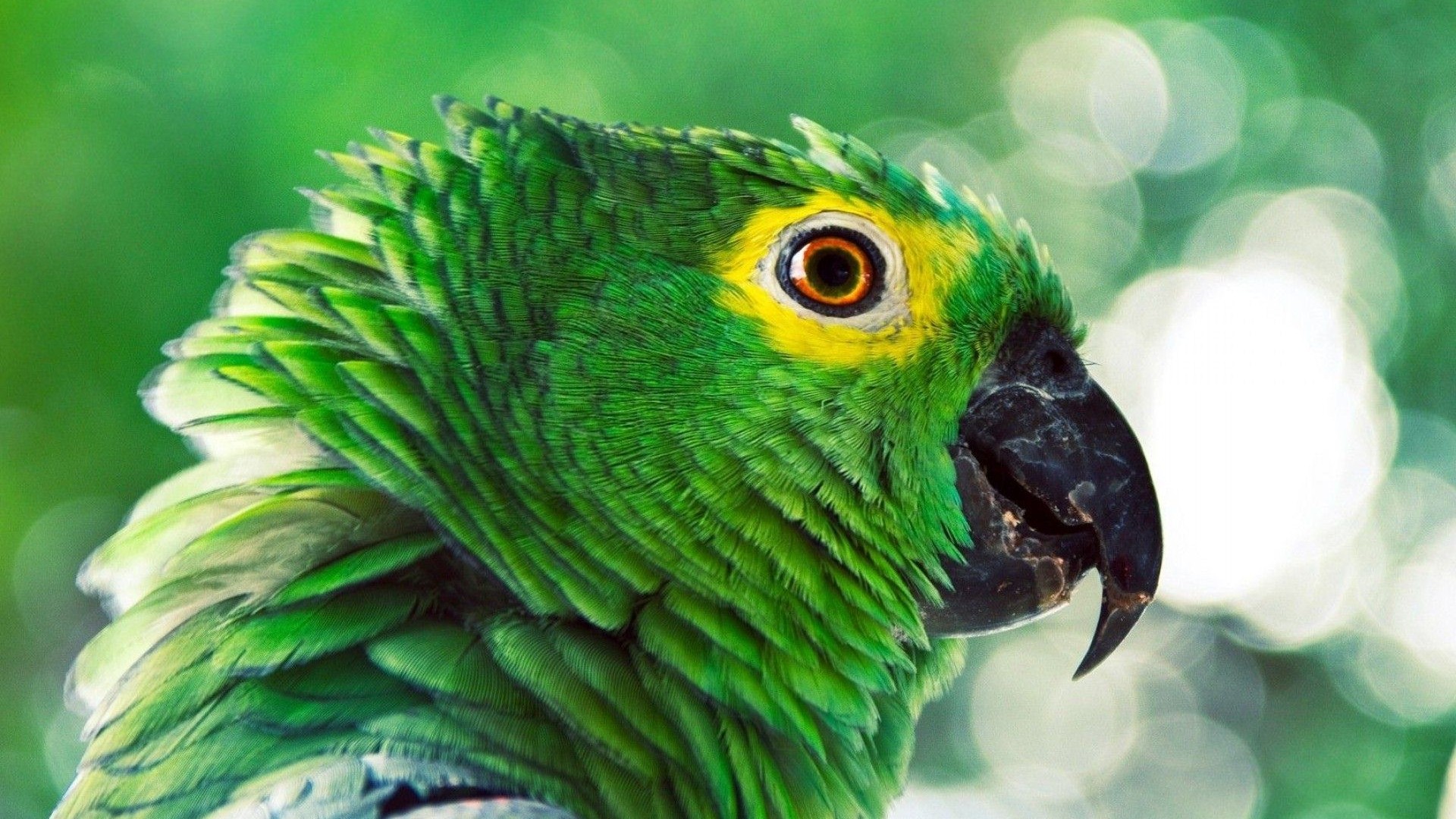 Beautiful Green Parrots Wallpaper HD