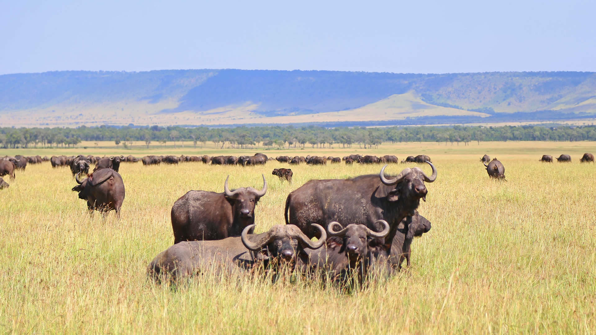 Ngorongoro Conservation Area Asai Africa Safaris