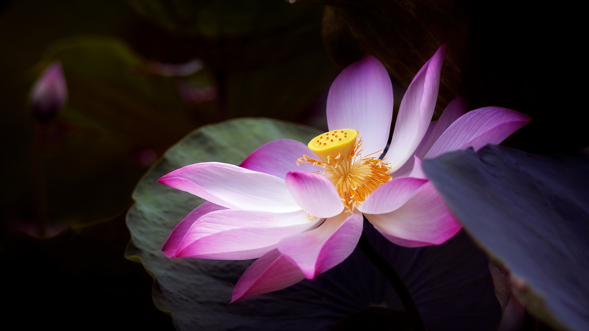 Lotus Flower Wallpaper HD
