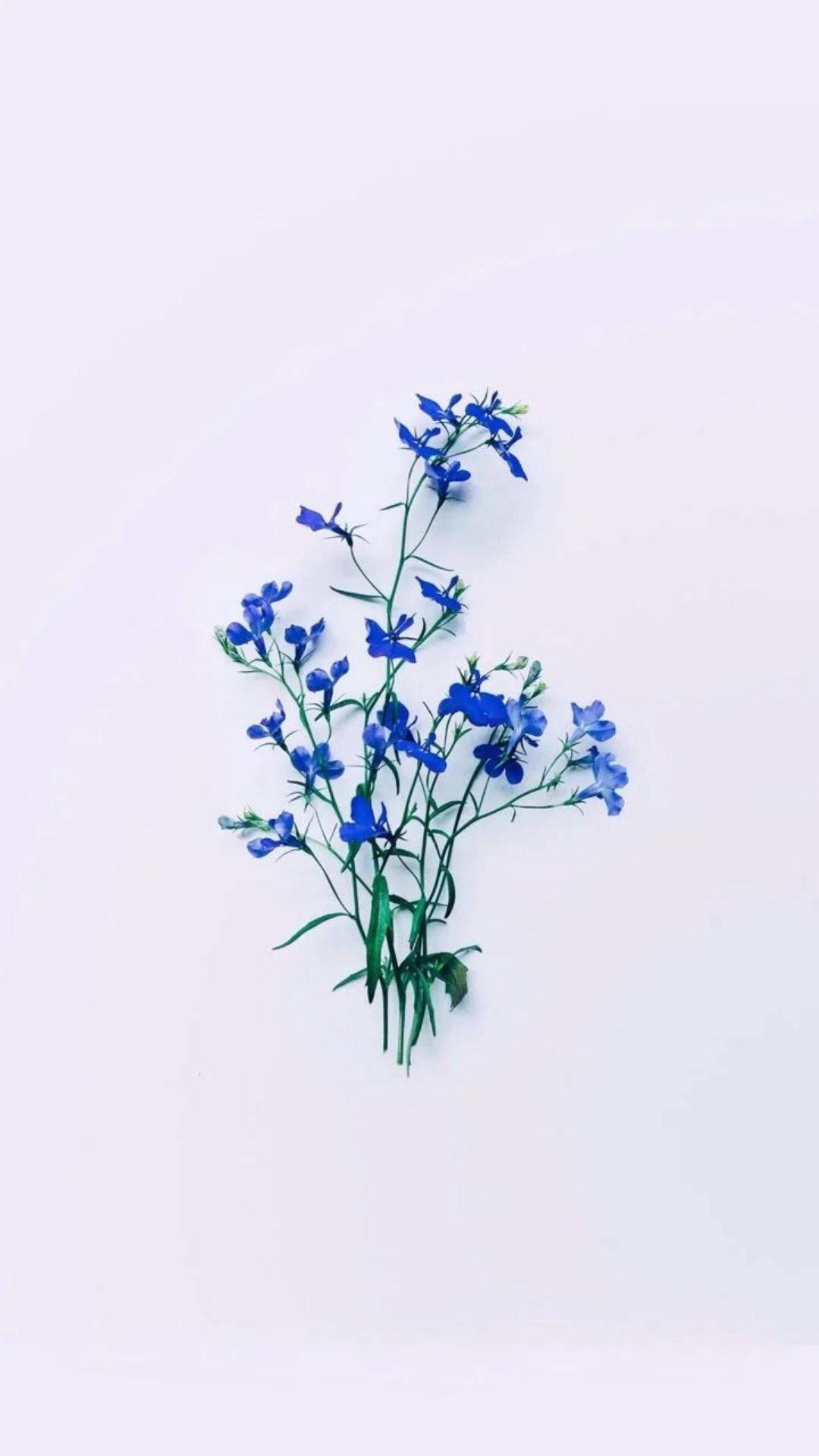 Top Flower Aesthetic Wallpaper Full HD 4k To Use