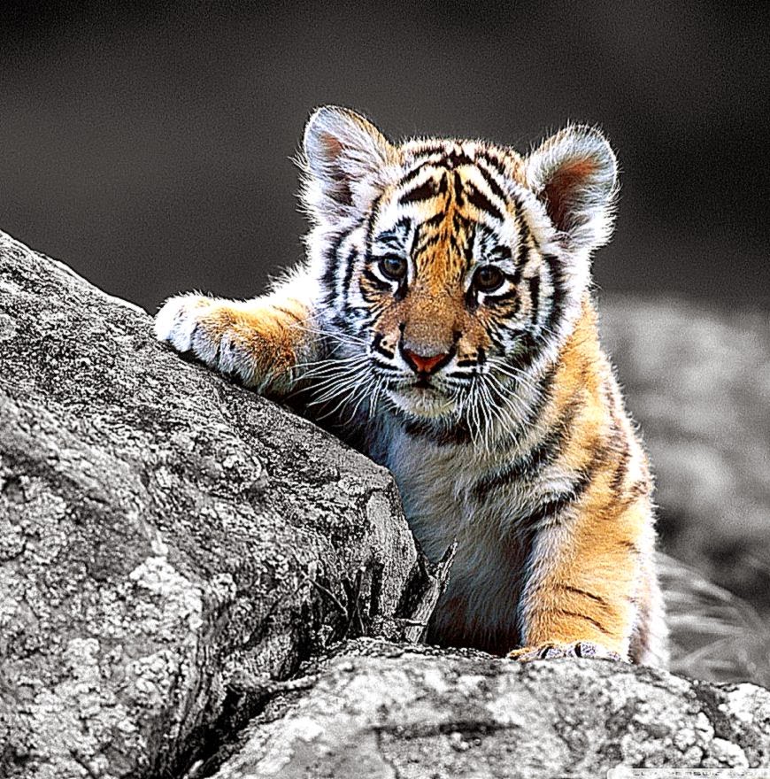 Tiger Cubs Wallpaper Desktop Cute Cub HD