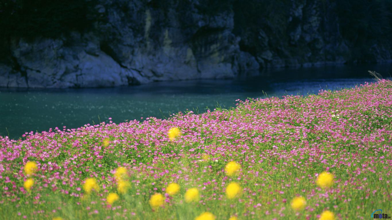 Download Wallpaper Early spring flowers 1366 x 768