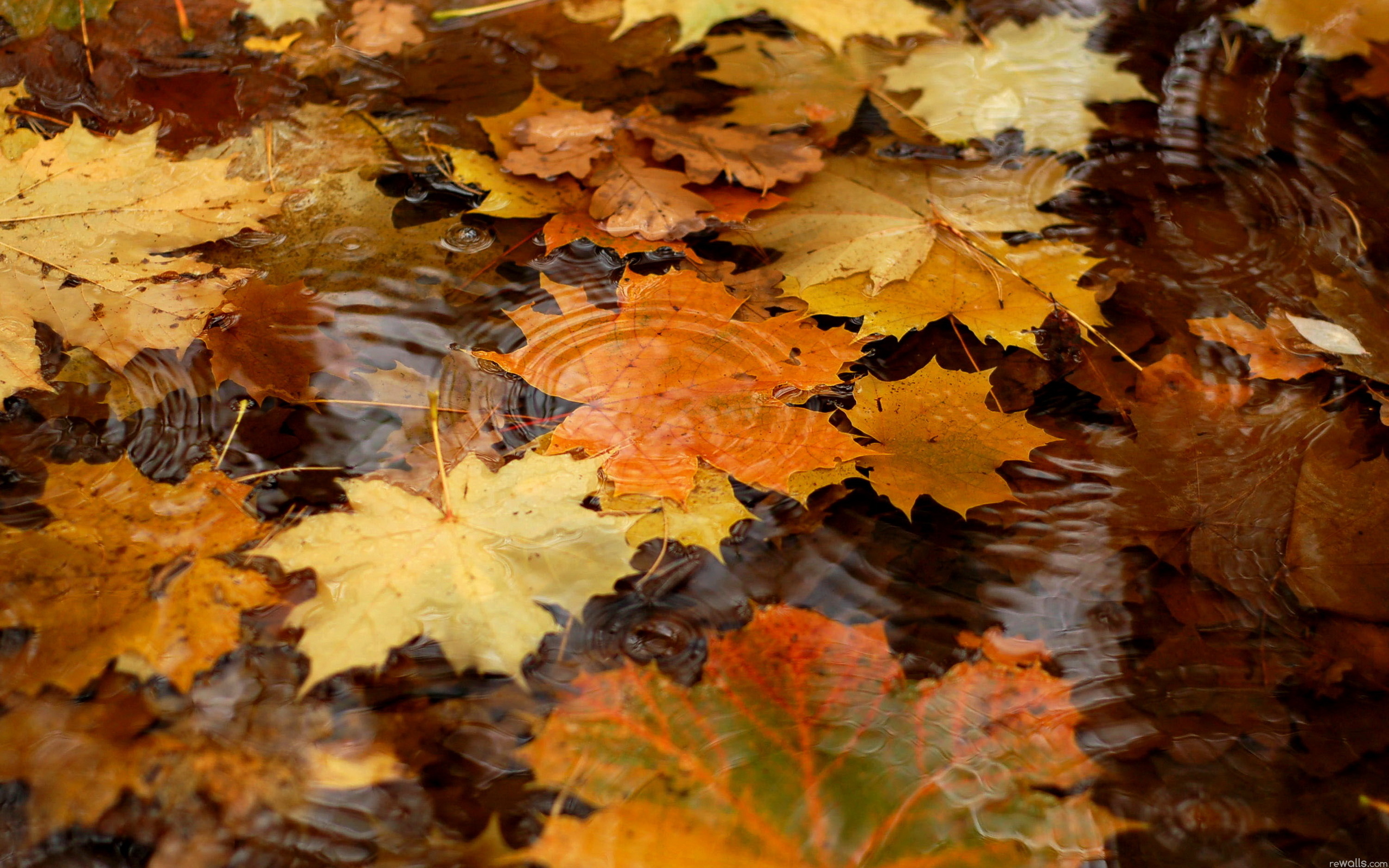 Fall Leaves On The Water Wallpaper HD 7181 Wallpaper Wallpaper