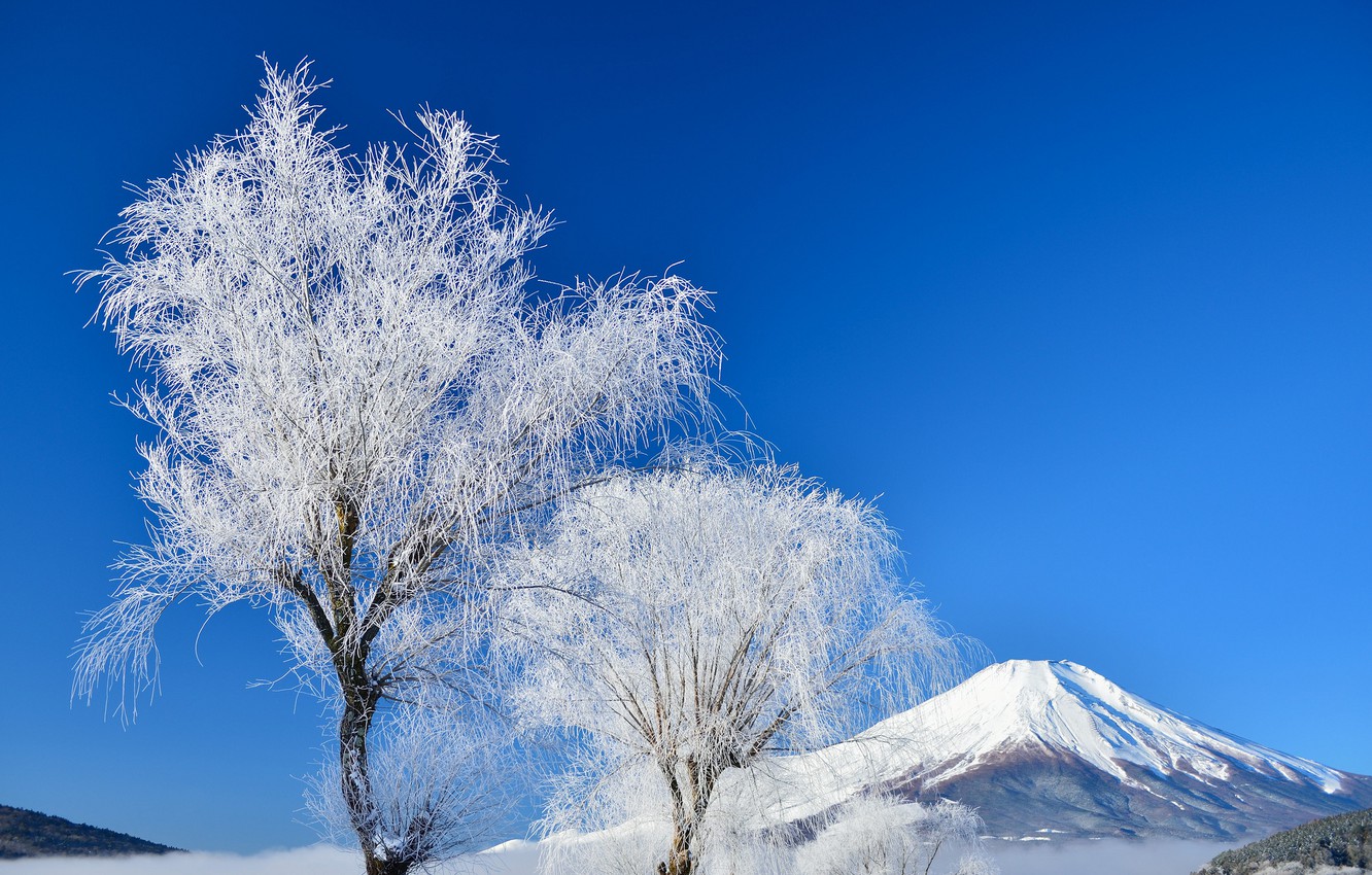 Wallpaper winter the sky snow trees Japan mount Fuji images 1332x850