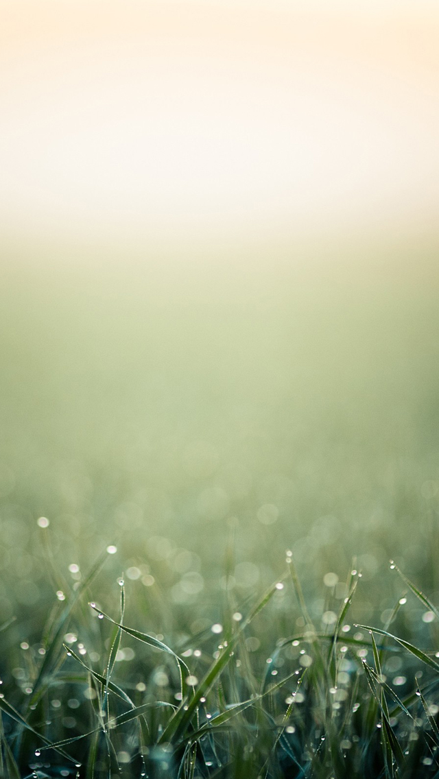 Minimalistic Grass iPhone 5s Wallpaper