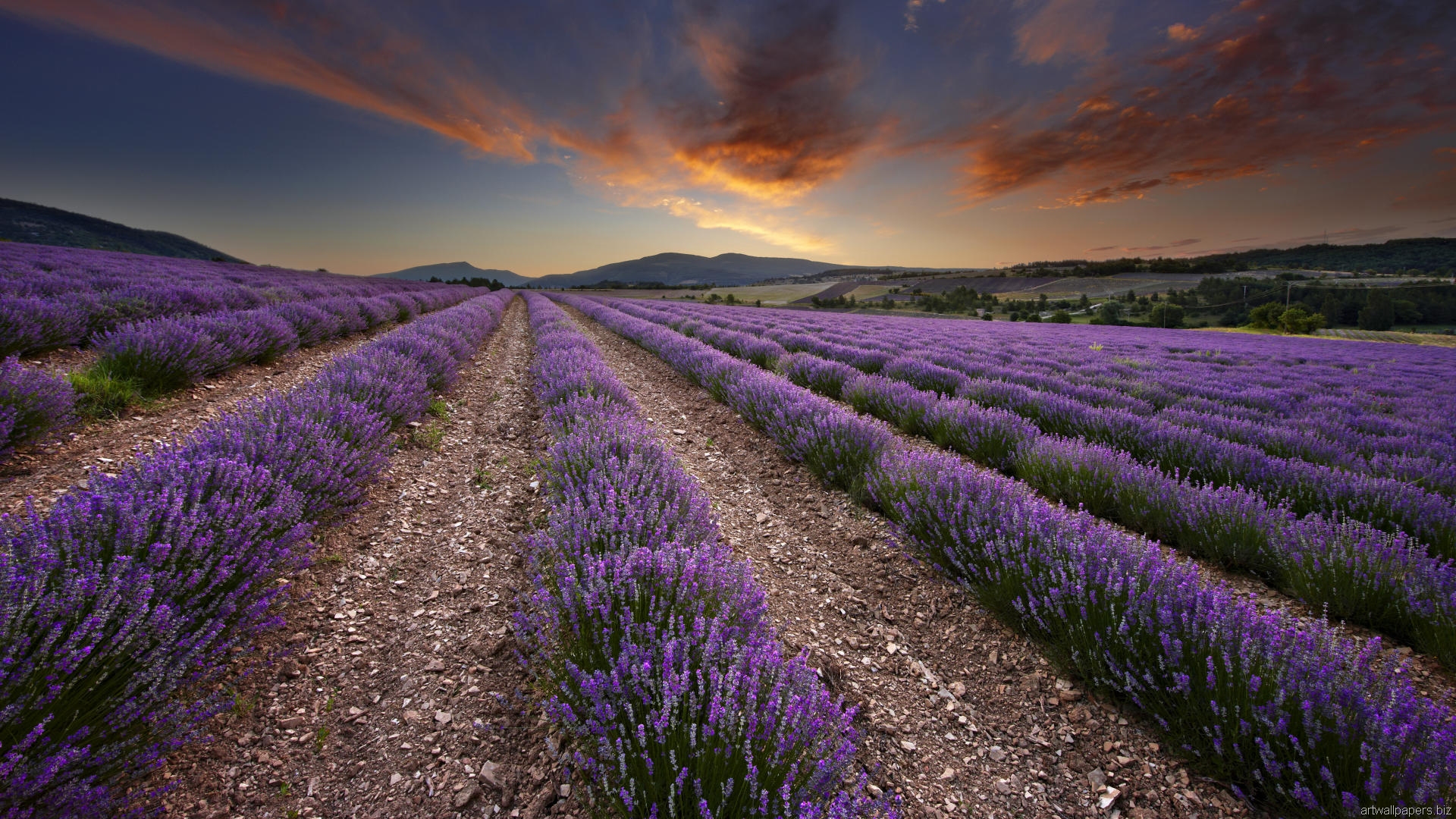 Lavender Fields In Provence France Pics