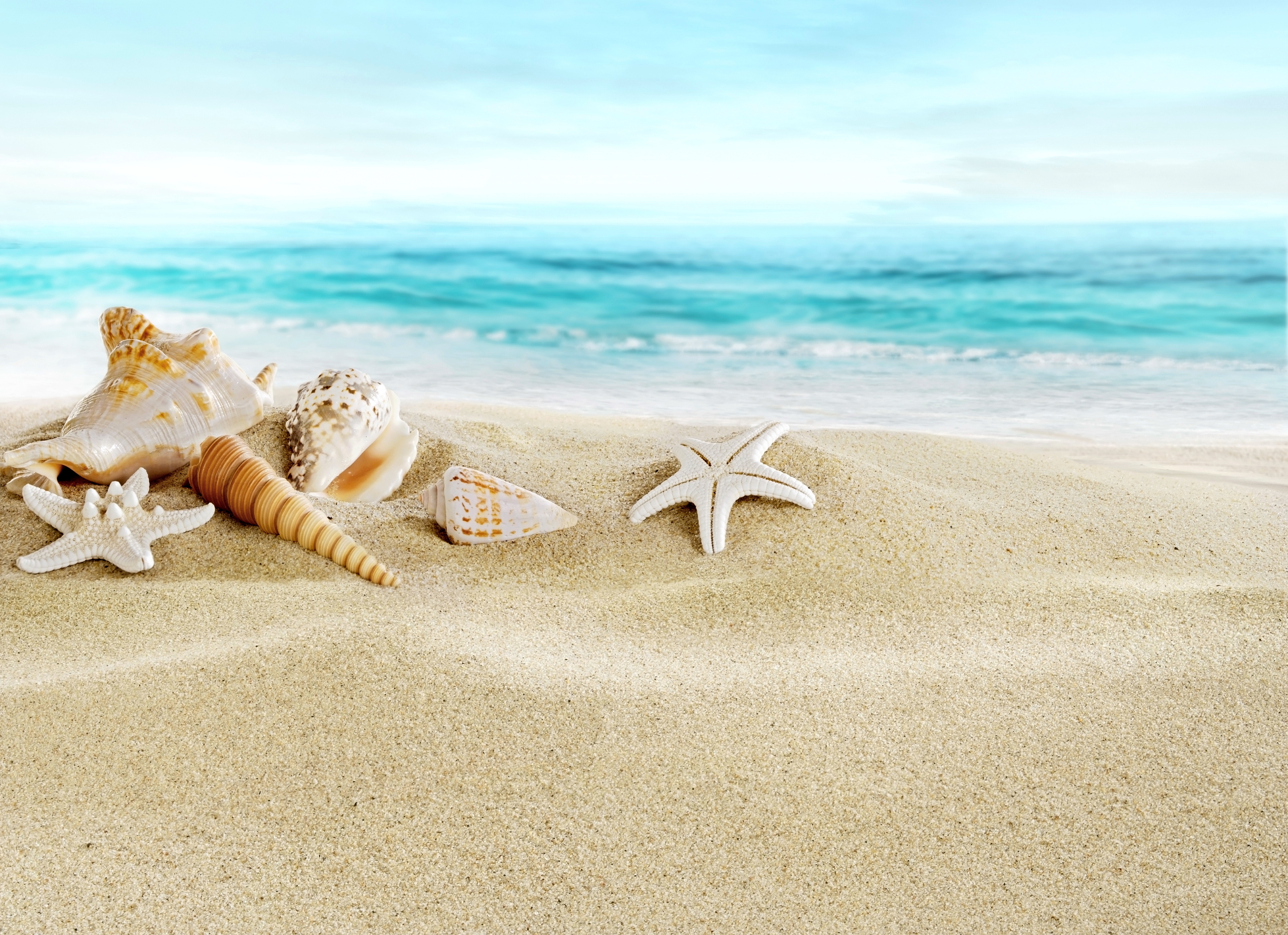 C C Color Wallpapers Seashell Shell Summer Sand Sea Beach Shells My Xxx Hot Girl 