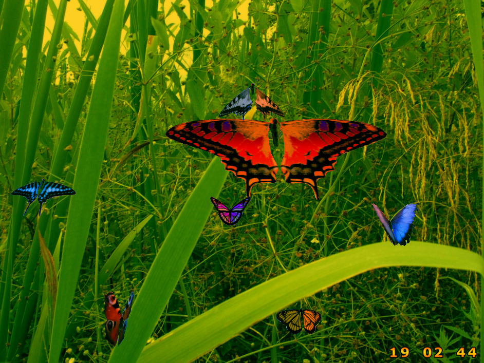 Free Wallpapers Butterfly Wallpapers Butterfly Backgrounds