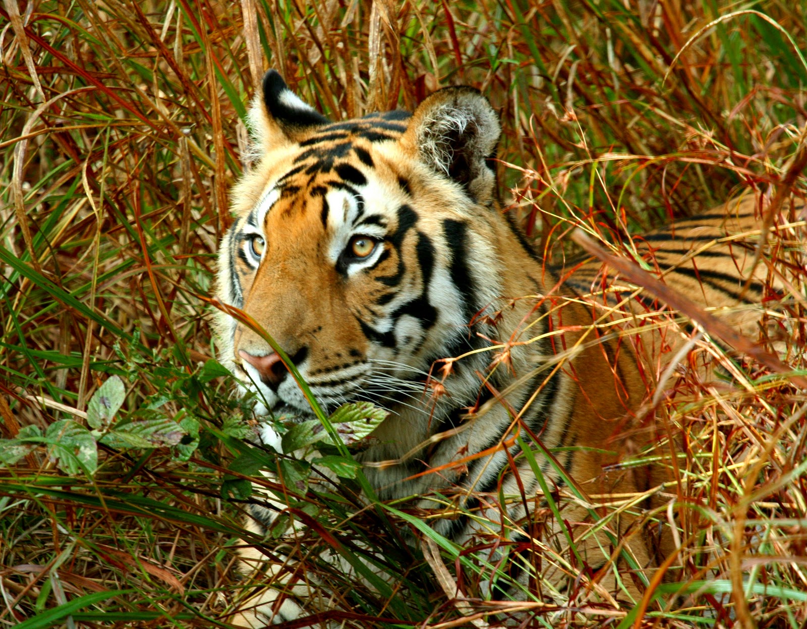 1001archives The Royal Bengal Tiger Endangered Species
