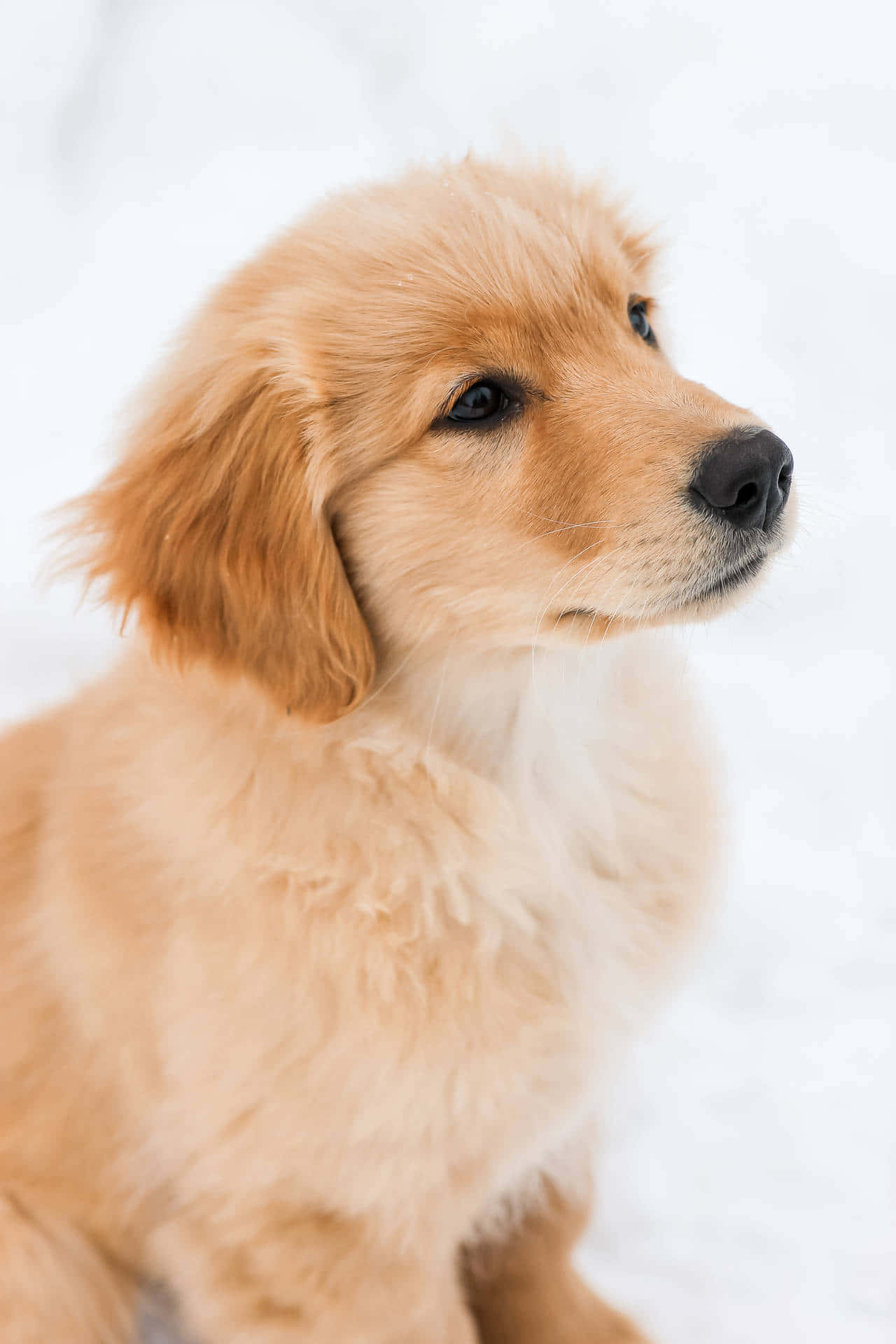 These Cute Little Puppies Will Melt Your Heart Wallpaper