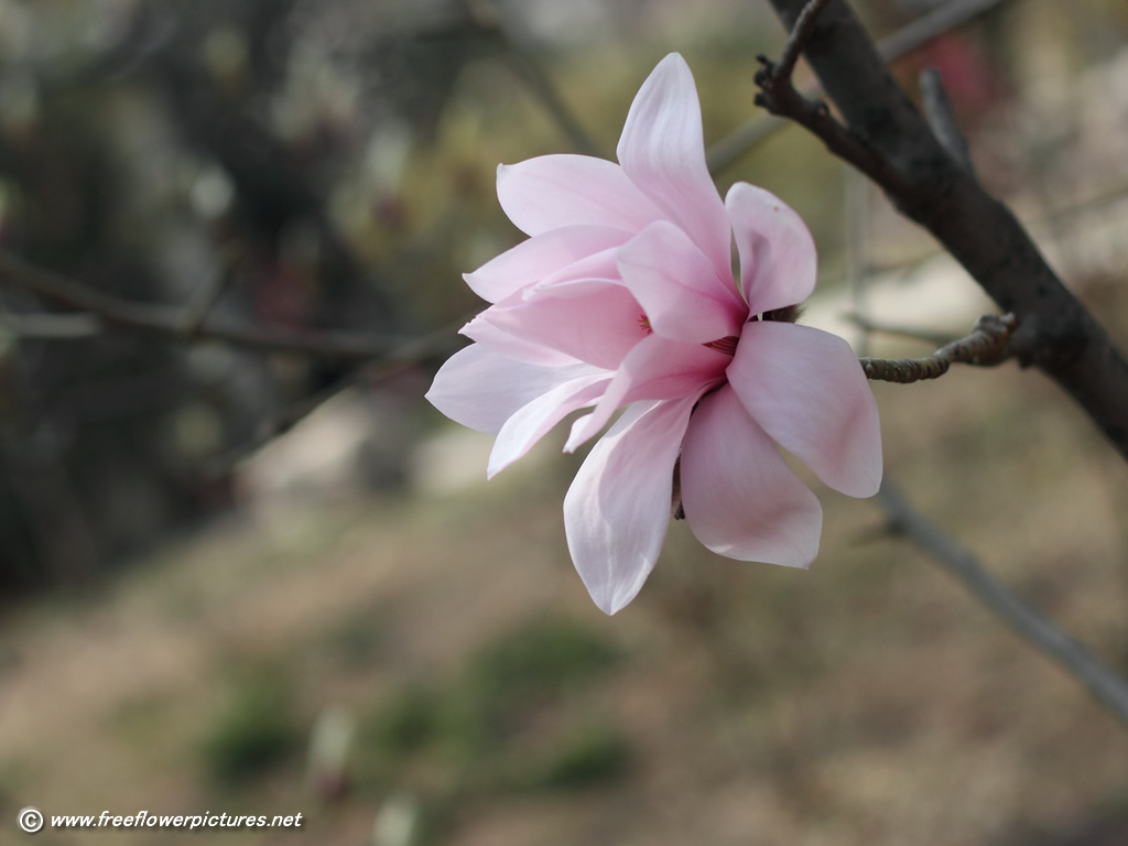 Magnolia Pictures Flower