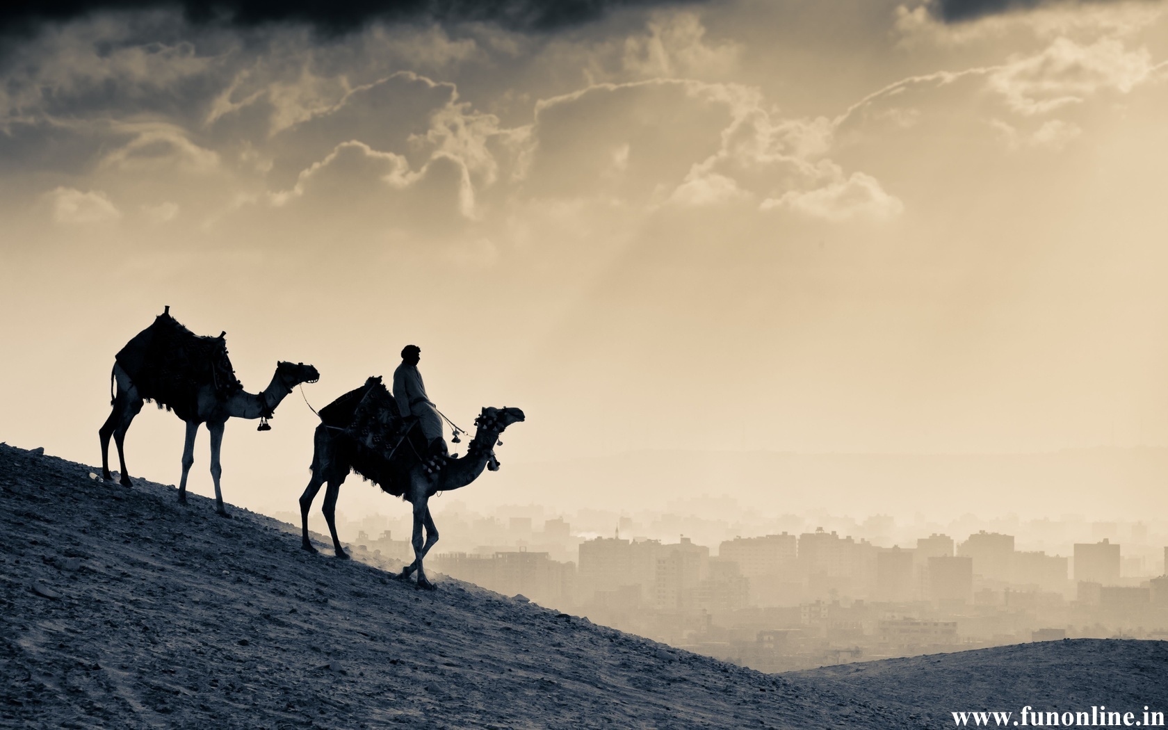 Camel Wallpaper Desert Vehicle Camels HD