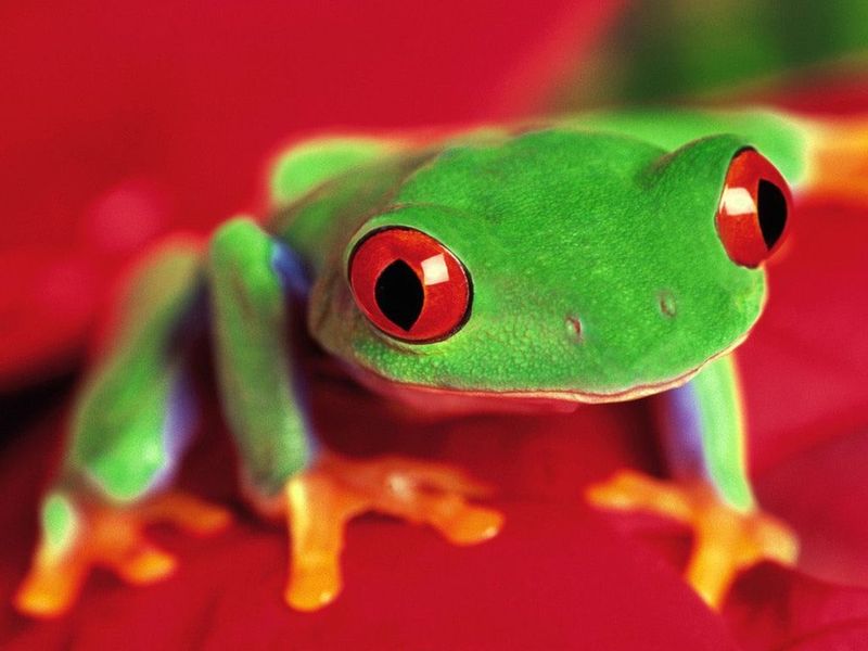Frog Frogs Amusing Screensaver Screen Saver