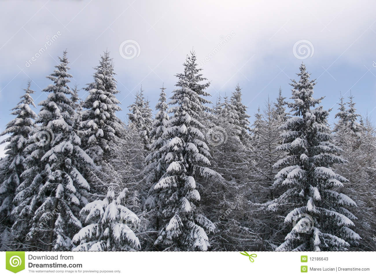 Winter Pine Trees Photography Images Pictures   Becuo