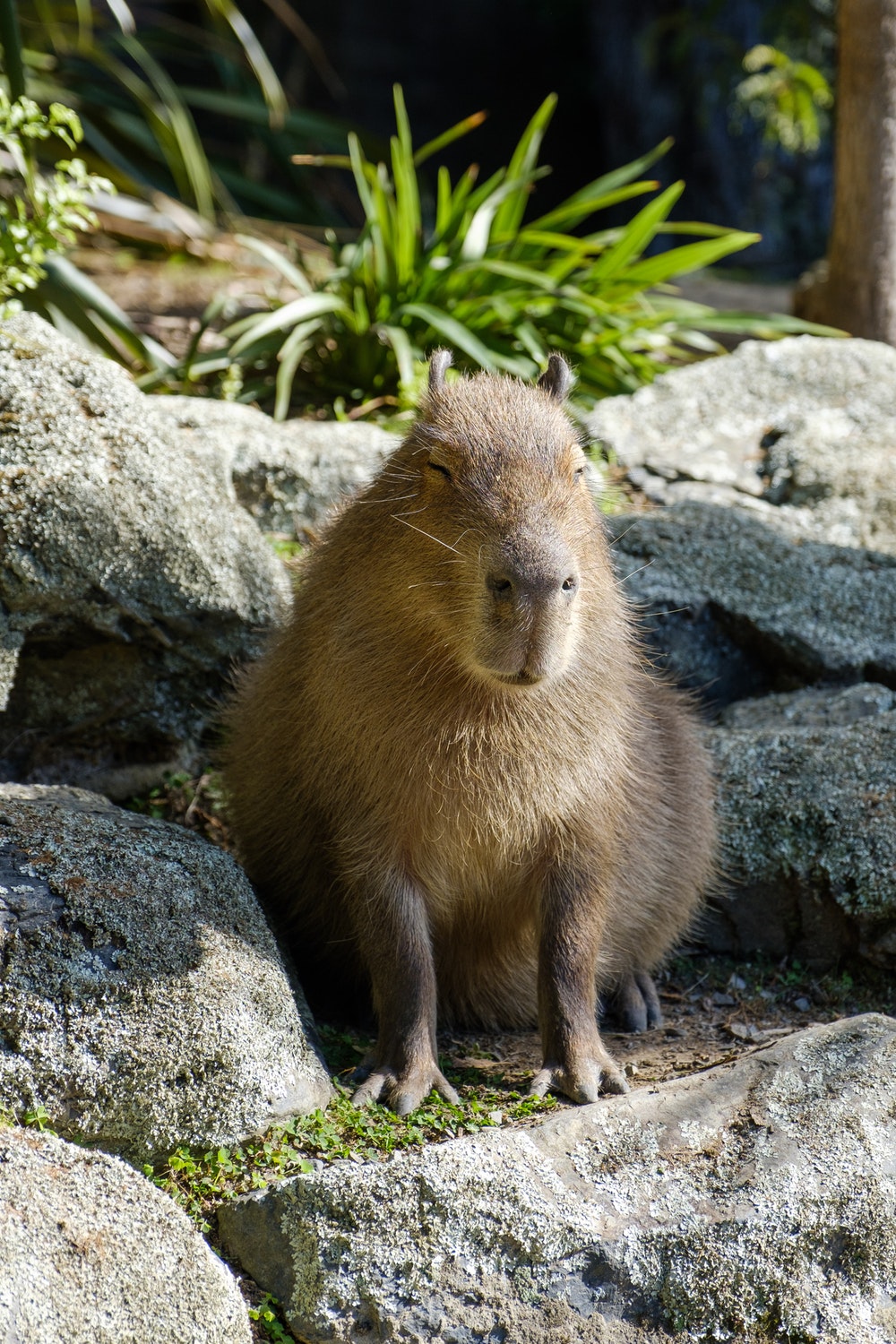 Capybara Pictures Image