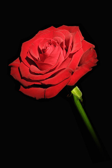 Red Rose On The Black Background By Arkadiusz Wlodarczyk