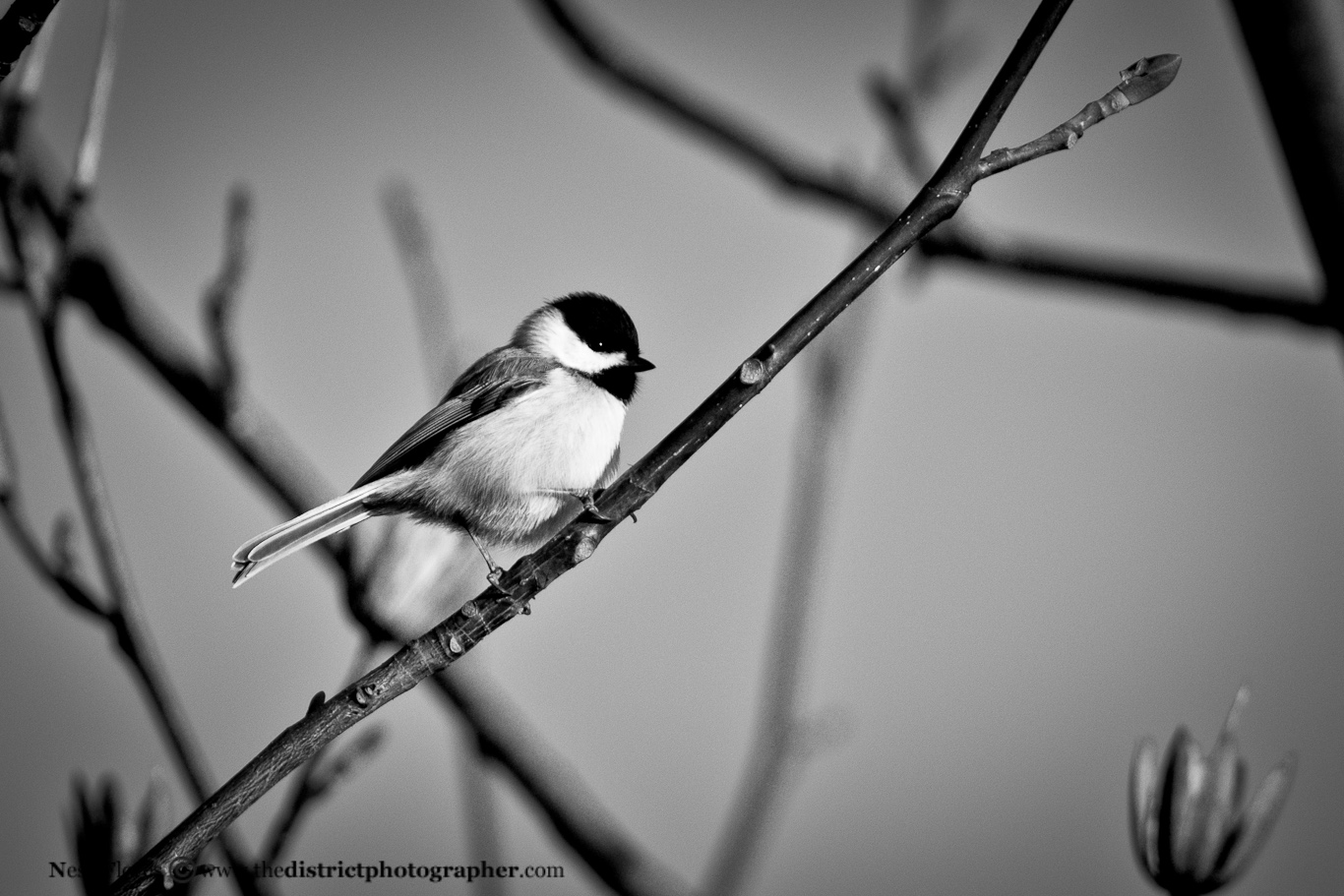 Photo of Tweety Bird in Black and White Birds The District