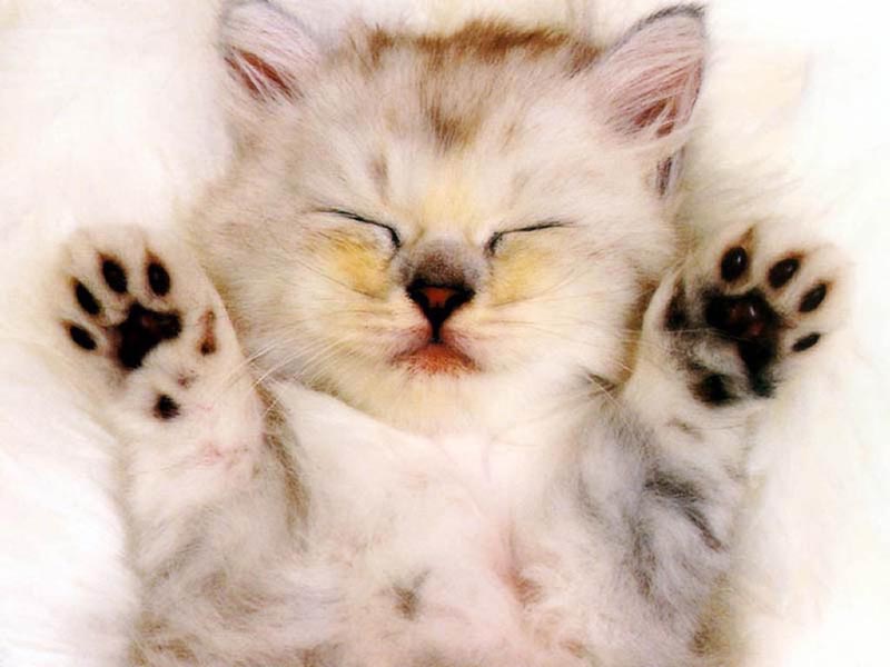 Sleepy Kitten Cats Wallpaper