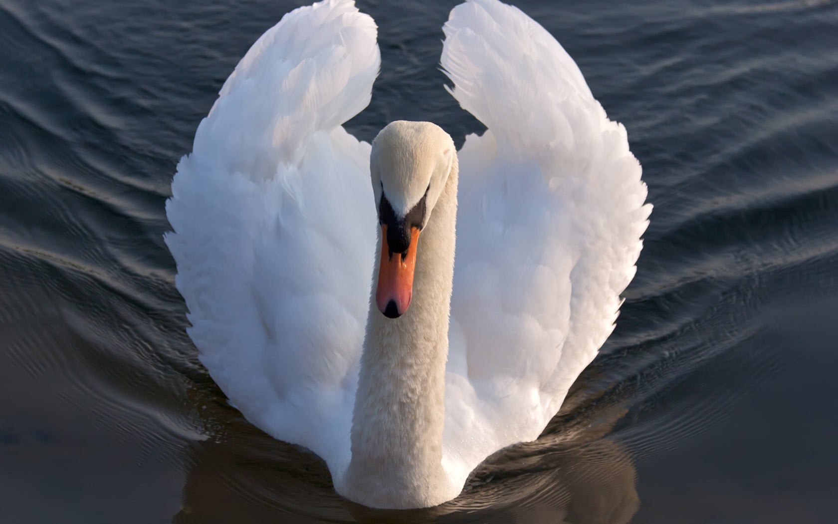Desktop Wallpaper Of A Swan On River