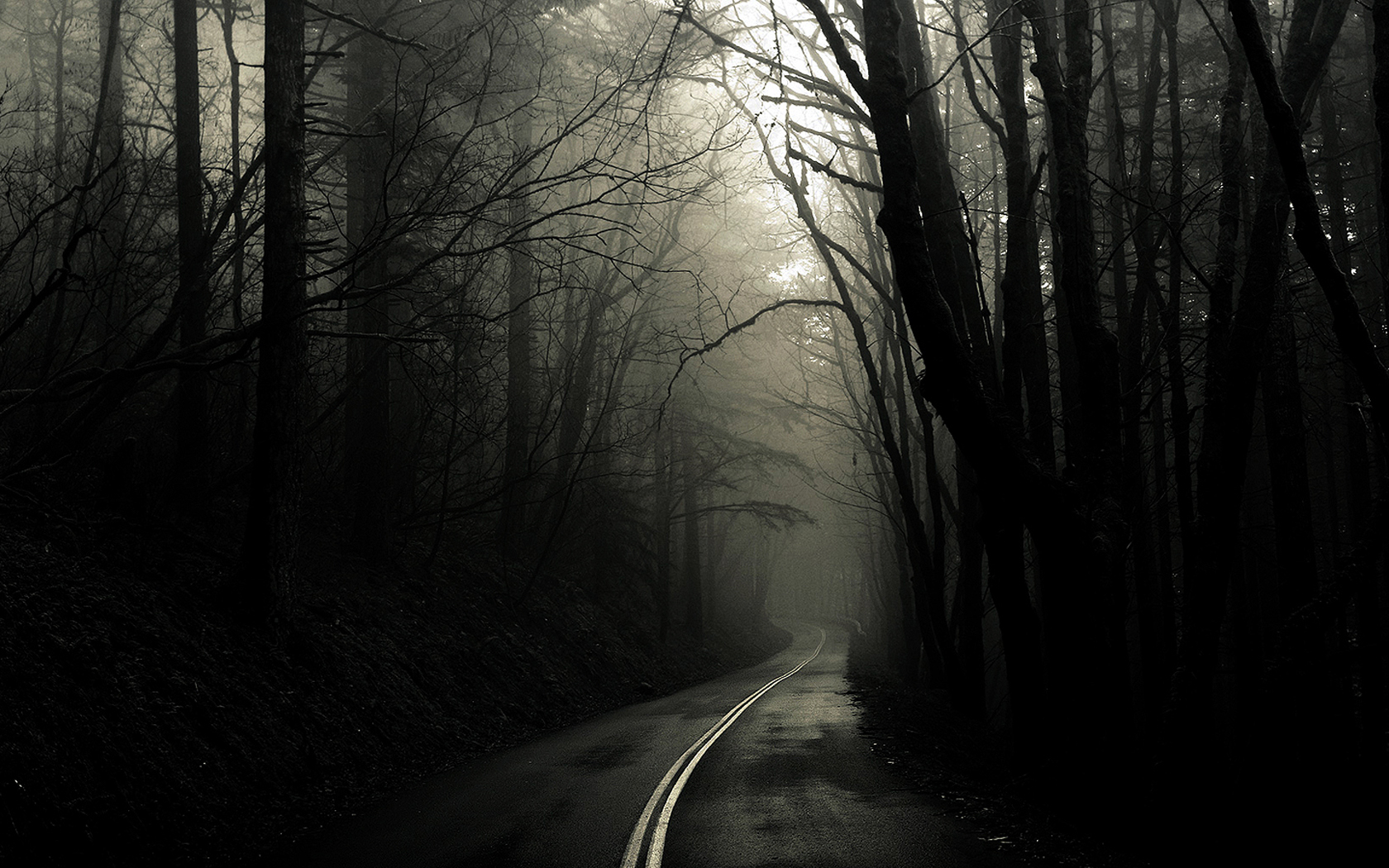 Fog Forest Road HD Wallpaper Background Image