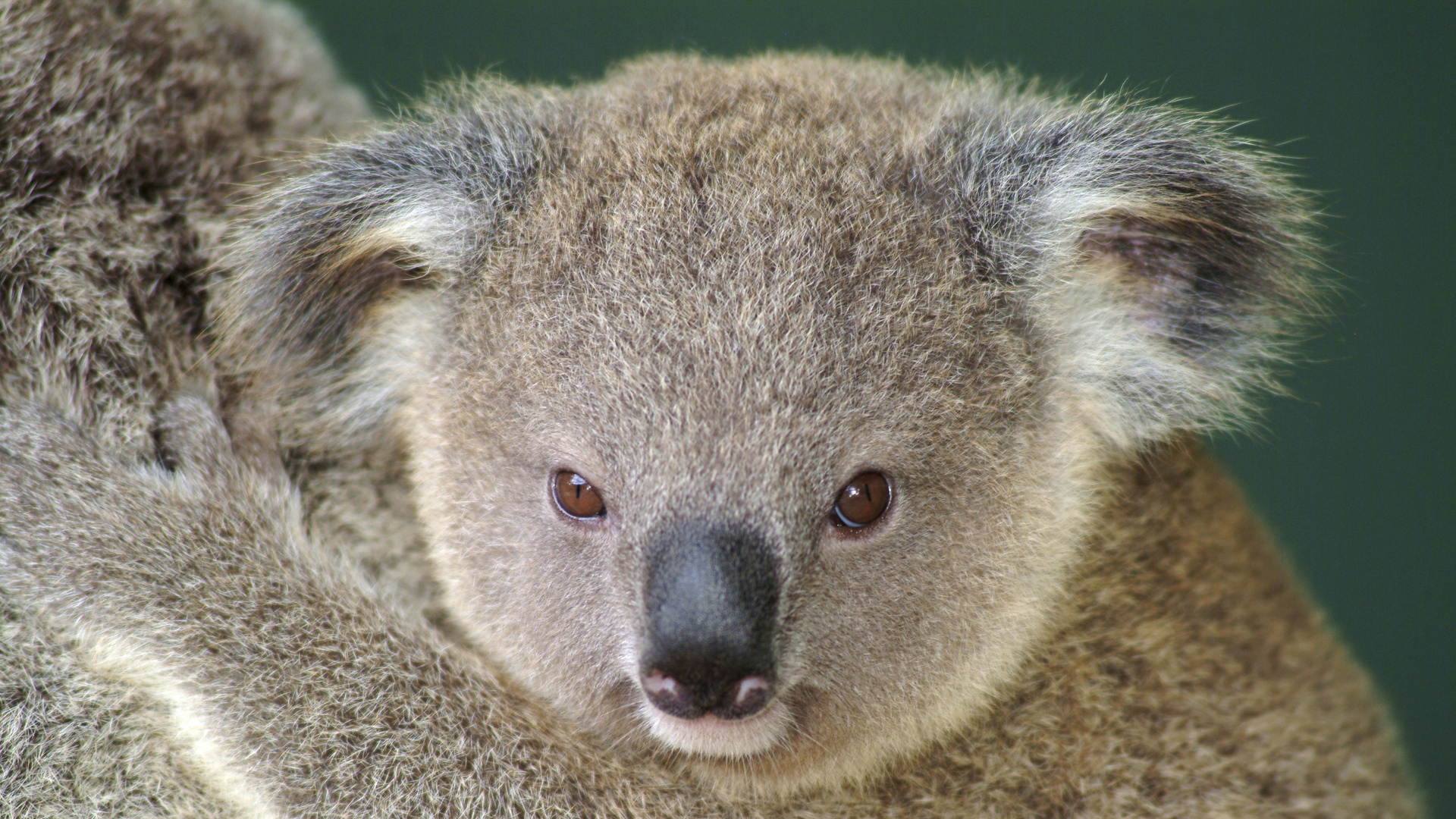 Koala Puter Wallpaper Desktop Background