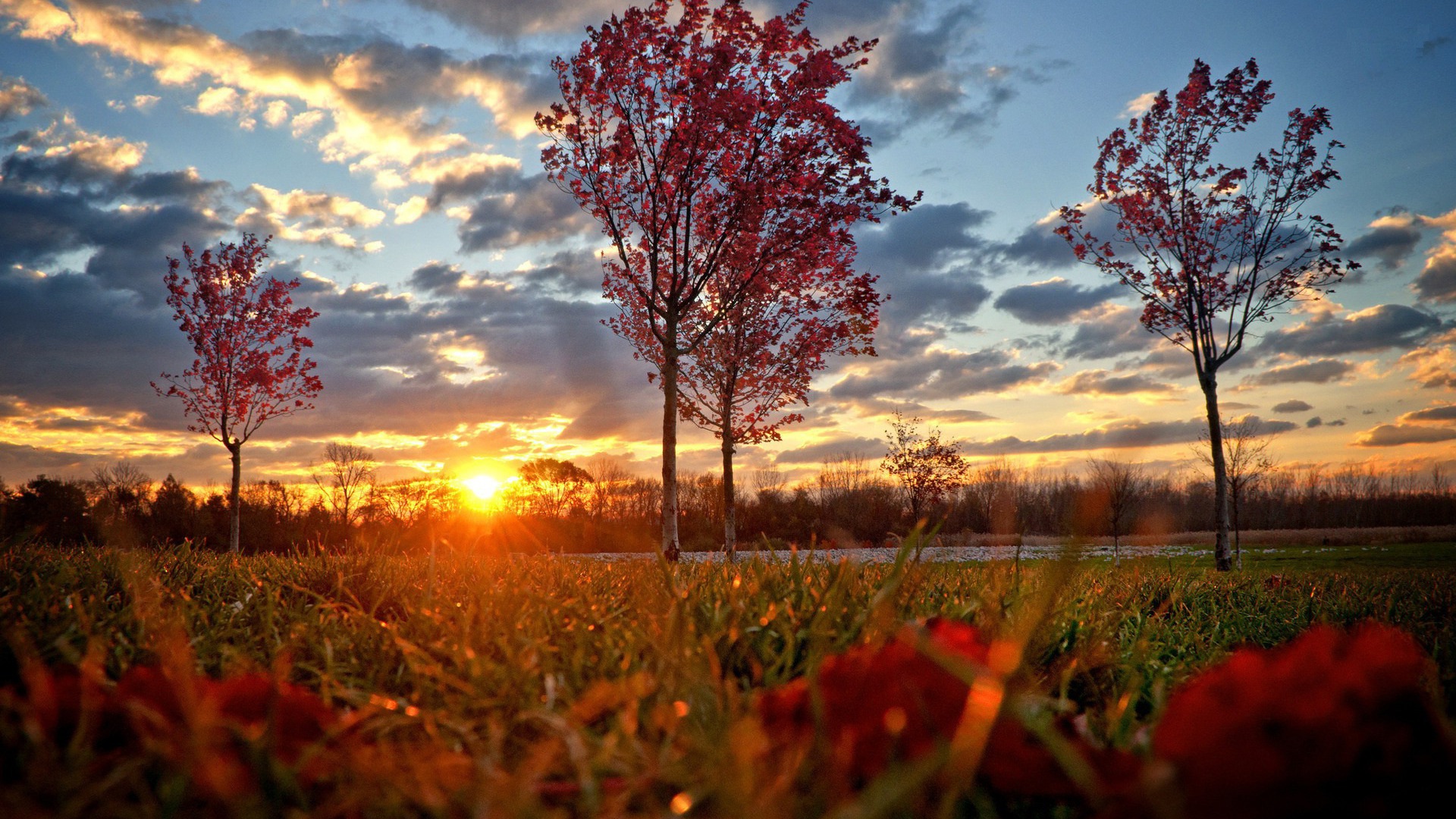 Autumn Trees Wallpaper Hd