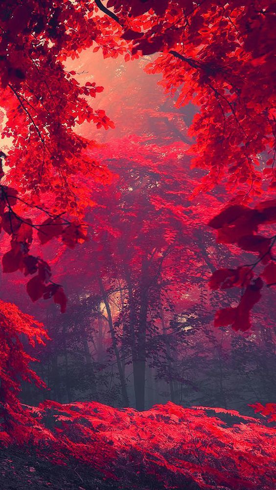 iPhone X Wallpaper